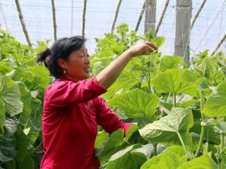 青岛平度：一亩黄瓜棚，年赚四到五万