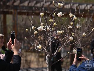 吉镜头｜友谊公园来了玉兰花