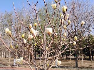 长春友谊公园，白玉兰含苞待放！