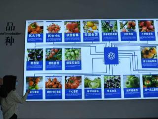 牢记嘱托开新局 日新江淮往前赶丨颍东小番茄逆袭出圈 坚守品质不卖低价