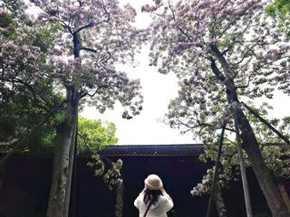 今天依然春光明媚 下周雨水降温一起来