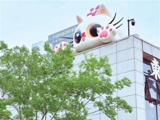 “为什么不叫猫猫湖” 金沙湖真“长”出大猫