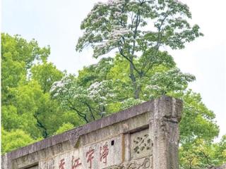 最佳观赏期只有一周 杭州主城区这几处古楸树开花了