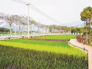 田间稻色新 天竺山脚下一幅耕种画卷正徐徐展开