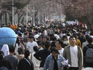吉镜头｜吉大杏花节春日启幕 满园繁花引客来