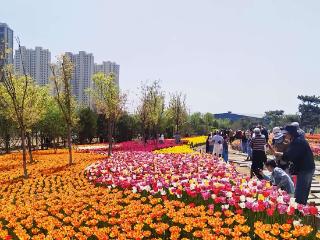 满城尽芬芳 游客闻香来