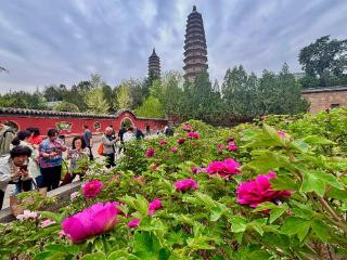 牡丹花开引游人