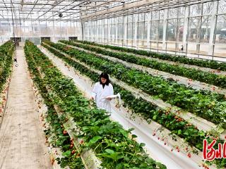 影像记录｜“植物工厂”里的科技范