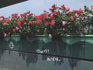 准时上线，杭州人一年一度“走花路”上班的日子开始了