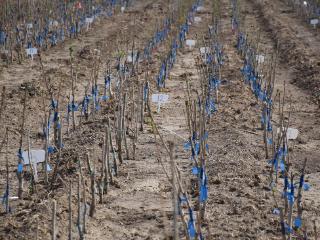 宁阳县乡饮乡：春播新苗添活力 乡村振兴赋新能