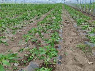 兴业·强县·富民｜长岭利伟家庭农场：棚膜经济铺就县域振兴路