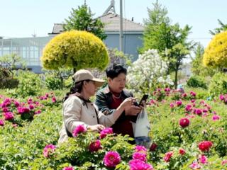 花开盛世 香满平度 平度市牡丹园盛大开园