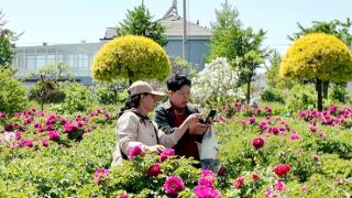 花开盛世 香满平度 平度市牡丹园盛大开园