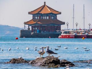 为什么要去青岛看海鸥？