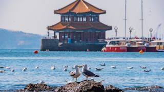 为什么要去青岛看海鸥？