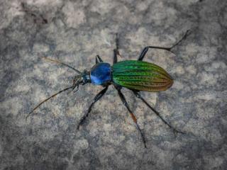 芜湖首次发现！“昆虫中的猎豹”现身