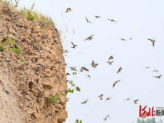 一线见闻｜滹沱河畔燕归来