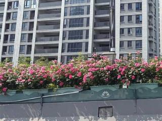 高架“月季花廊”上线 杭州人“走花路”上班的日子开始了