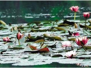 谷雨时节 睡莲梦醒