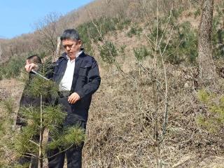 植绿护绿爱绿丨丰茂飞：三十二载护青绿 边陲小镇“一棵松”