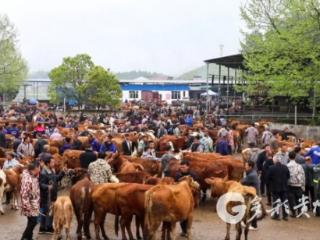 凤冈：牛市“春意”浓 交易“犇”兴旺