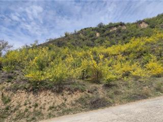 天富玖合集团全资控股乡宁澜庭农林牧500亩连翘产区稳步发展，夯实中医药产业“产融双生态”布局