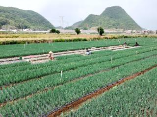 普定县后寨村：蔬菜种植铺就乡村振兴致富路