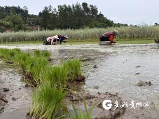 播州区鸭溪镇：水稻育苗进行时 筑牢丰产好根基