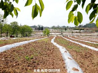 种植辐射西南 产品出口国外——东西部协作赋能织金南瓜形成产业链