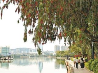 红千层目前处于盛花期 筼筜湖畔"红色小刷子"从春开到秋