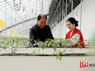 一线见闻｜沙土地种出京津“放心菜”