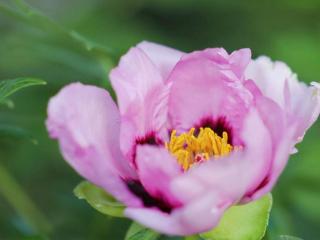 丹芳九秩 气凝风华 2026鲁采第五届牡丹节圆满落幕