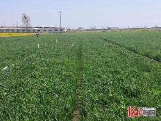 科技改良显实效 盐碱地长出“壮麦苗”