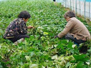 临沭县大兴镇：小小红薯苗 增收好门路