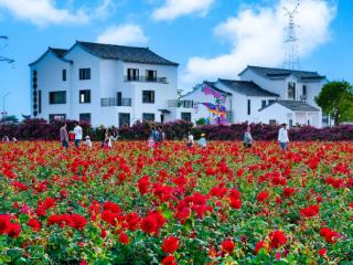 宜兴市徐舍镇美栖村：玫瑰“开”出新风 花香“促”就文明