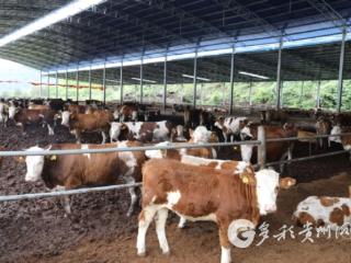 习水：一条循环链，两头都生“金”