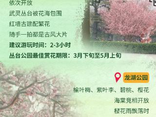 六朝花事 春藏河北老街｜战国风骨邯郸道，龙湖春深觅花踪