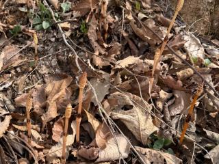 辽宁庄河回应8岁男童疑似发现金矿：大营镇有成金矿可能性，尚未派人员现场踏勘