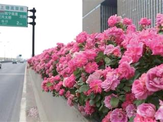 全城220万株花廊总长500公里以上 杭州高架月季花陆续盛放