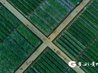 “黔字号”蔬菜的科技“芯”动力