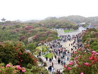 漫山杜鹃盛放，贵州银行助力“花经济”持续升温