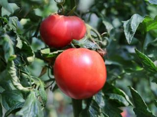 从“土里刨食”到“智慧生金” 小番茄种出“大文章”