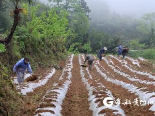 绥阳县岩坪村：人勤苗壮 沃野生金