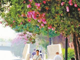 “毒美人”夹竹桃近日迎来盛花期 专家提醒您安全赏花