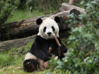 中美开启新一轮大熊猫保护合作研究，“平平”“福双”将赴美