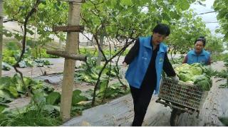 莱西市“爱心港”应急解决老人蔬菜收获难