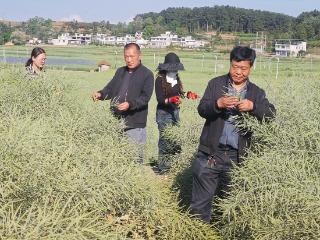 田间课堂到身边，科技赋能促增收——毕节春耕时节农技服务观察