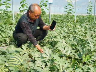 临沭县大兴镇：千亩大棚甜瓜西瓜陆续成熟上市