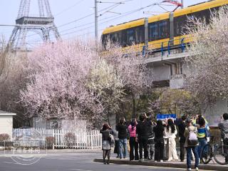 吉镜头｜春城春日“开往春天的轻轨”