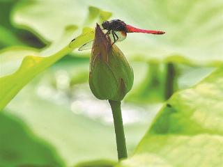 厦门今明迎晴暖但昼夜温差大 后天或有雷阵雨